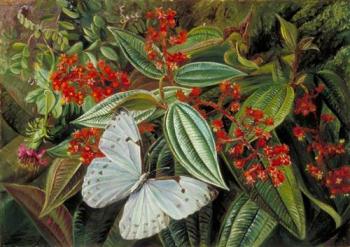 Trees Laden with Parasites and Epiphytes in a Brazilian Garden - Marianne North, 1873